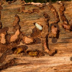 De stille slopers: alles wat je moet weten over houtwormen